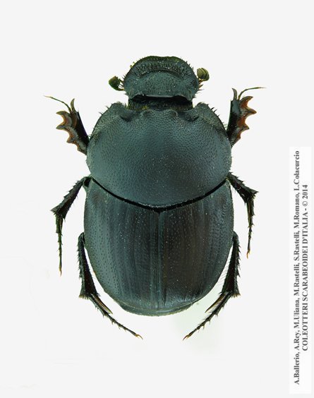 Onthophagus vitulus